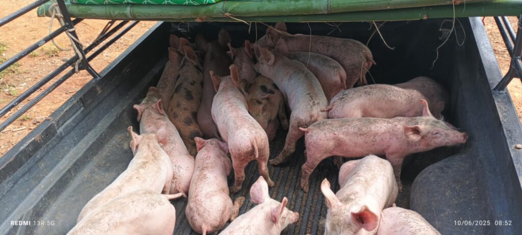 Livestock Breeding for Livelihood