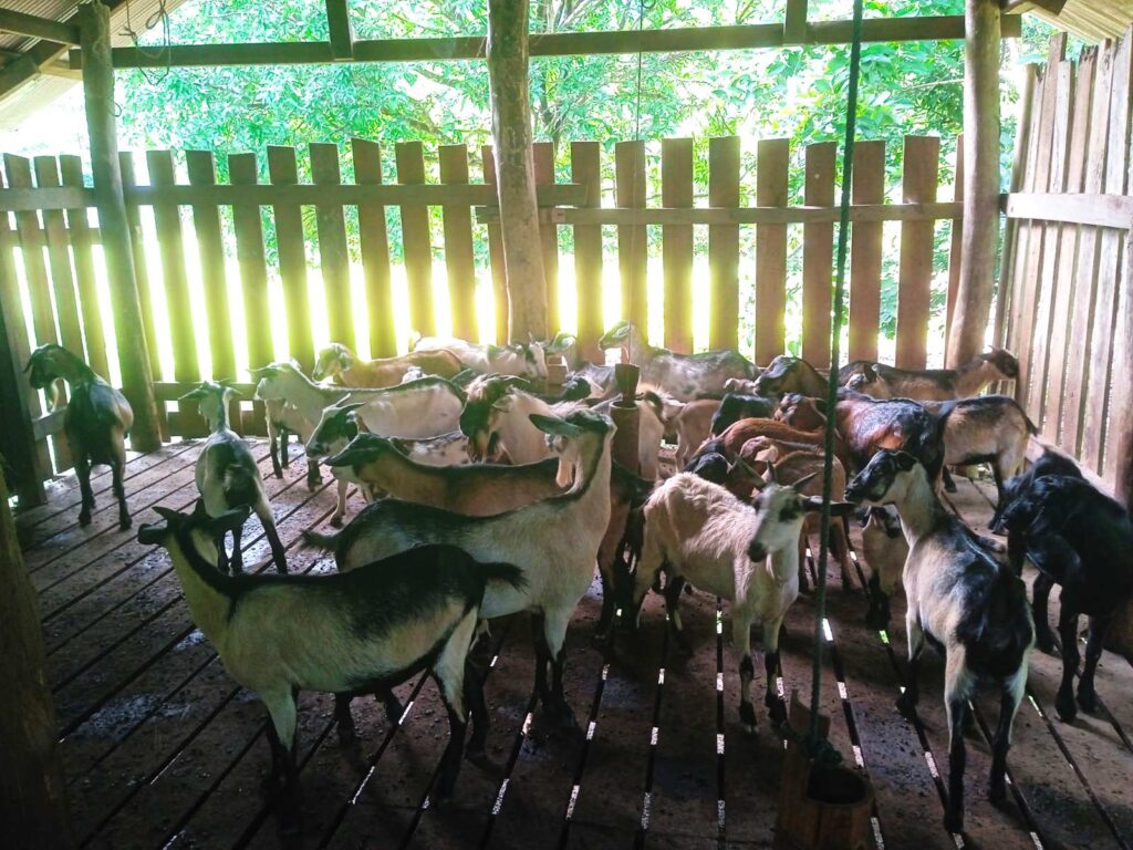 Livestock Breeding for Livelihood